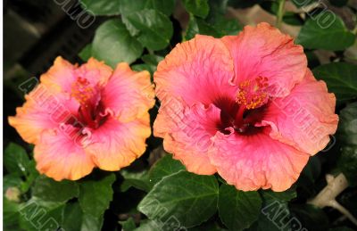 Chinese hibiscus