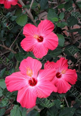 Chinese hibiscus