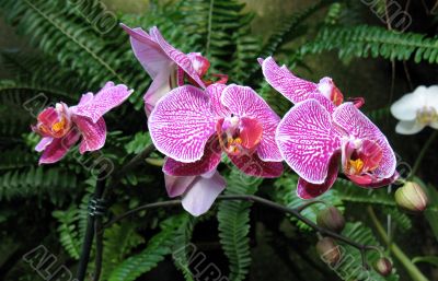 Orchids