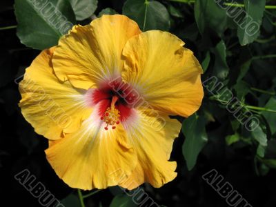 Chinese hibiscus