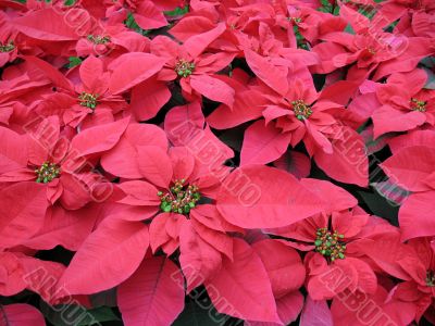 Poinsettia