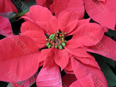 Poinsettia