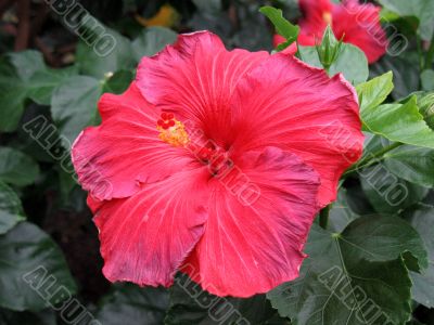 Chinese hibiscus