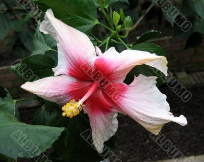 Chinese hibiscus