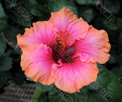 Chinese hibiscus