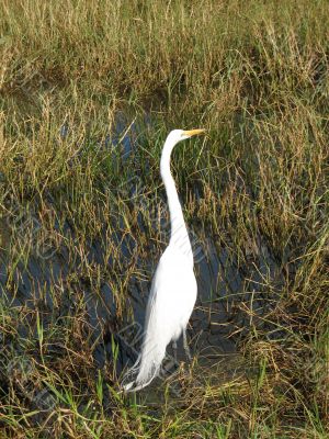 White heron