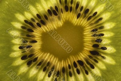 Kiwi as a background