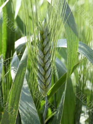 Ear of wheat