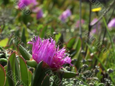 Hottentot fig2