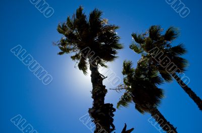 Palm trees against sun