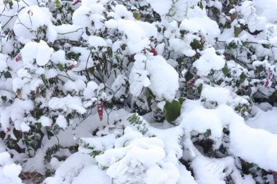 Plants covered with snow