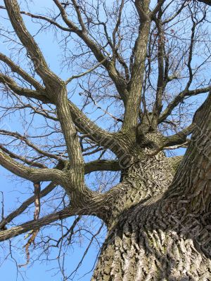 Old knotty tree in winter