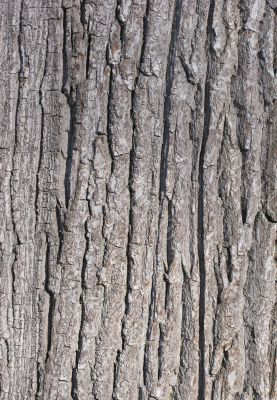Old tree bark texture