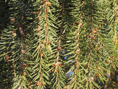 Fir branch texture