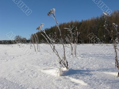Edge of a winter forest