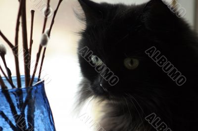 Thoughtful cat pending spring on a window sill