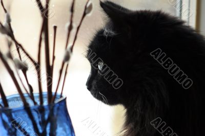 Thoughtful cat pending spring on a window sill