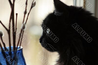 Thoughtful cat pending spring on a window sill