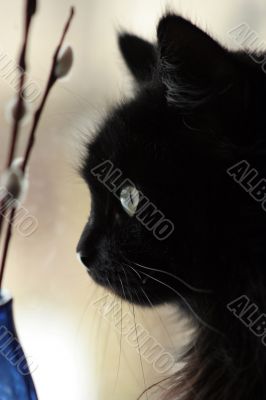 Thoughtful cat pending spring on a window sill