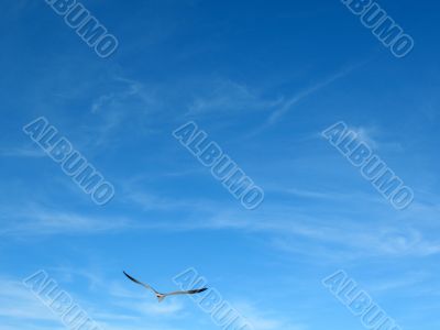 Seagull