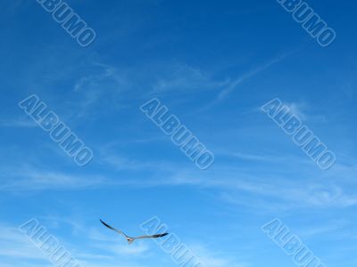 Seagull