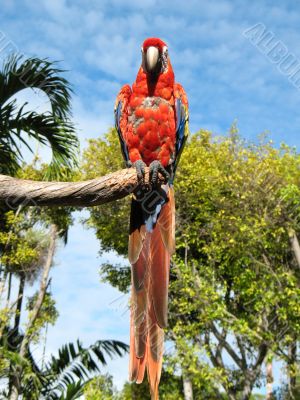 Amazon parrot