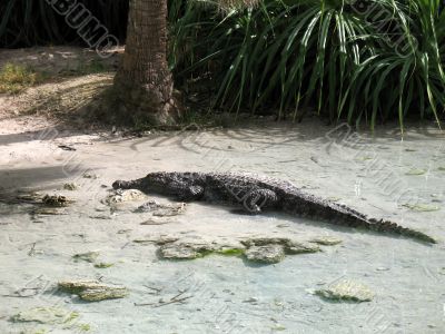 Alligator