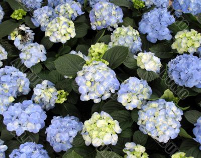 Hortensia