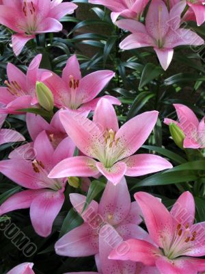 Lily in a garden