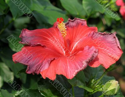 Chinese hibiscus