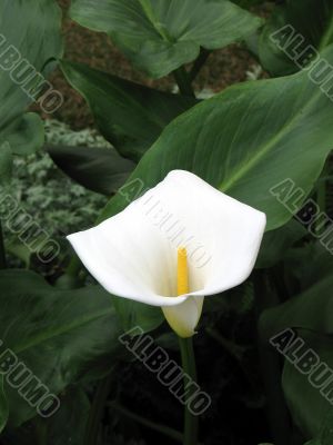 Calla-lily