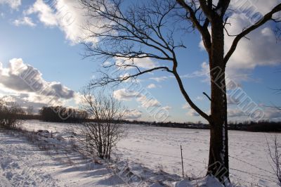 Trees and fields along rural road in the winter