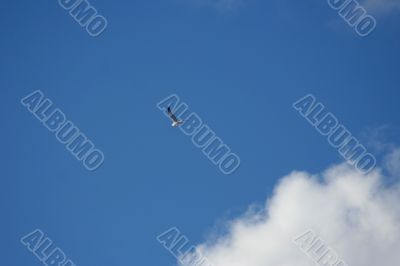 The white seagull in the blue cloudy sky