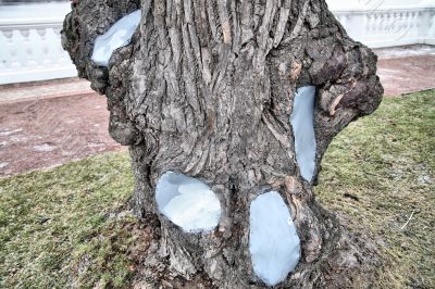 Tree with the patches