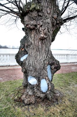 Tree with the patches