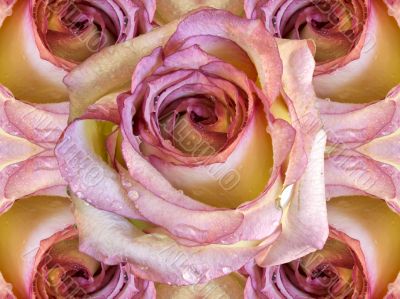Collage of roses