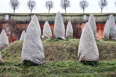 Wintering of the decorative plants