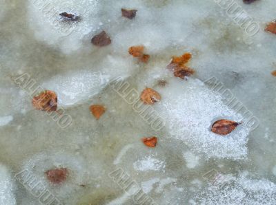 Foliage on ice