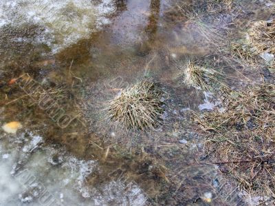 Hummock in the puddle