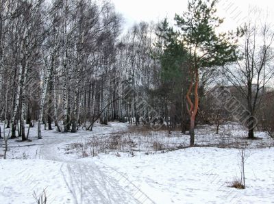 Forest