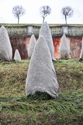 Wintering of the decorative plants
