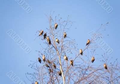waxwings