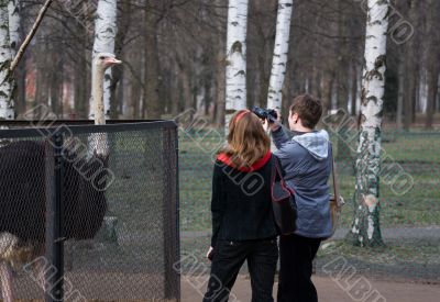 Photographing the ostrich