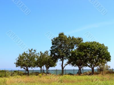 Summer landscape with trees