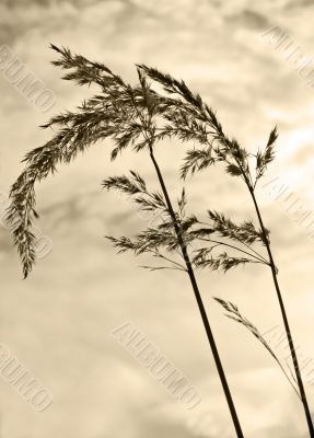 Grass