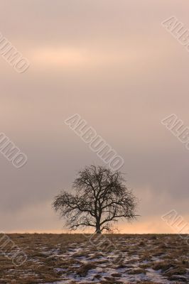 Naked Tree