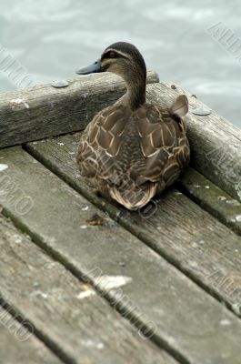 sitting duck