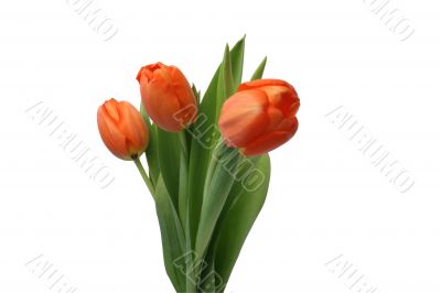 Three red tulips