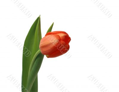 One red tulip