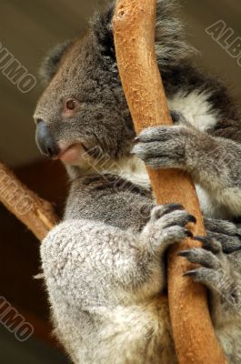 koala